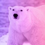 The story of a woman and a hungry polar bear